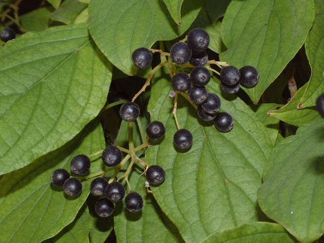 frutos