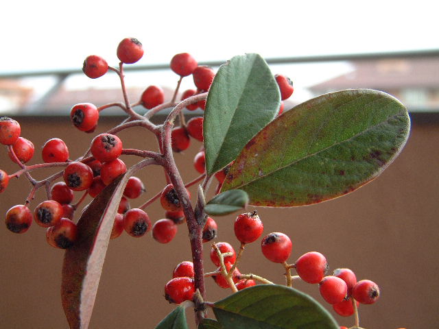 frutos
