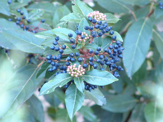 Detalle de los frutos