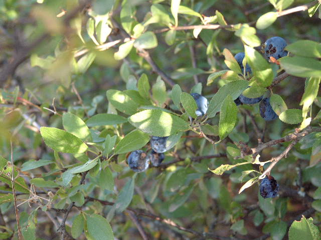 Fruto
