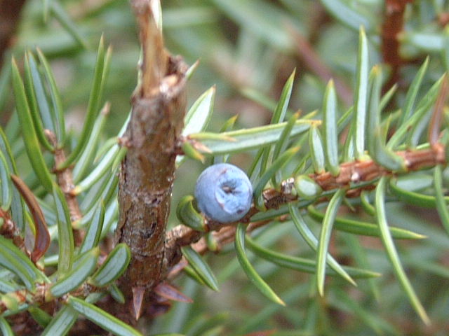 frutos