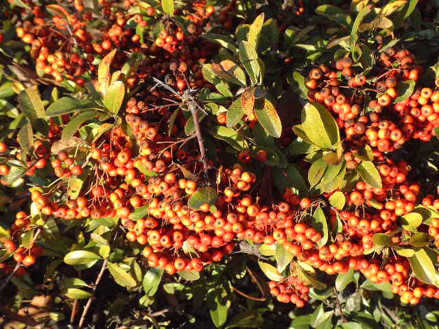 frutos