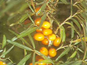 frutos