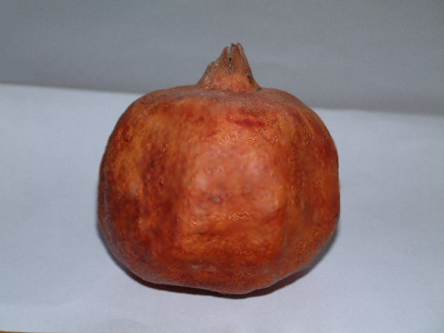 fruto