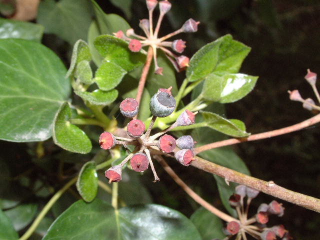 frutos