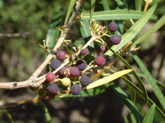 frutos