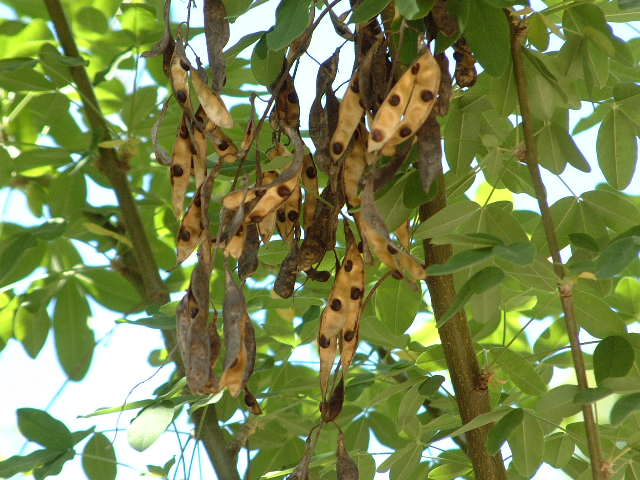 frutos