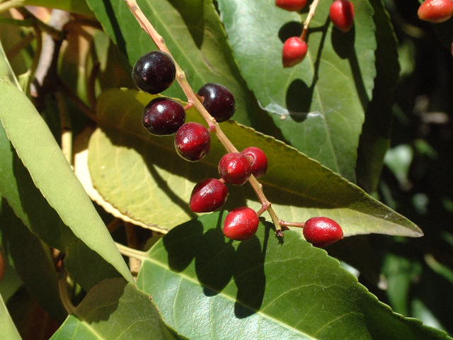 frutos