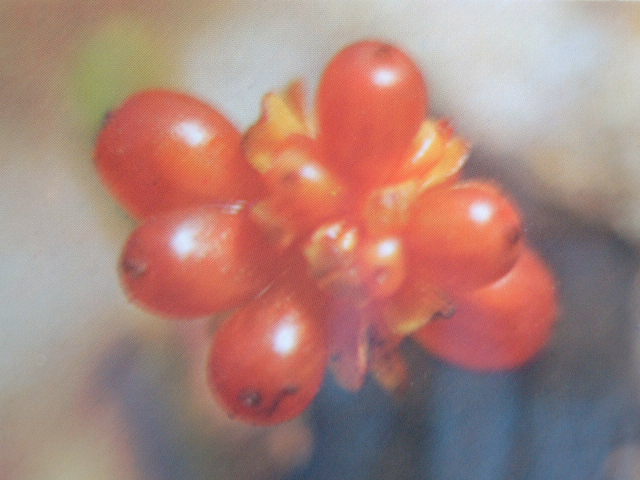 Fruto de la Madreselva