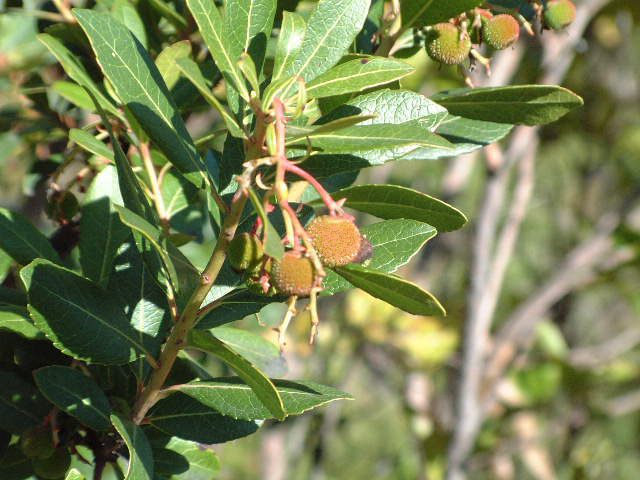 Frutos