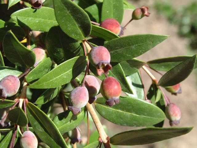 frutos