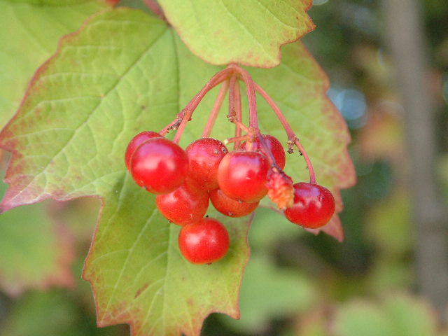 frutos