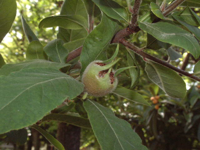 frutos