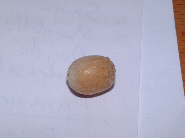 Fruto