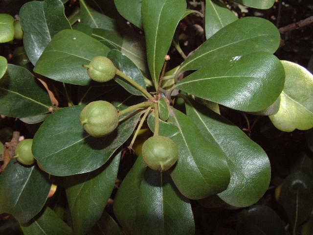 frutos
