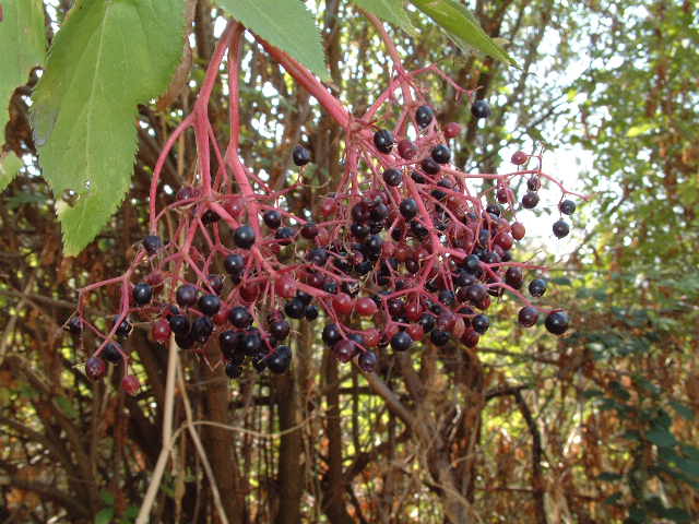 frutos
