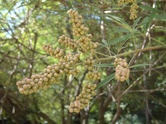 frutos
