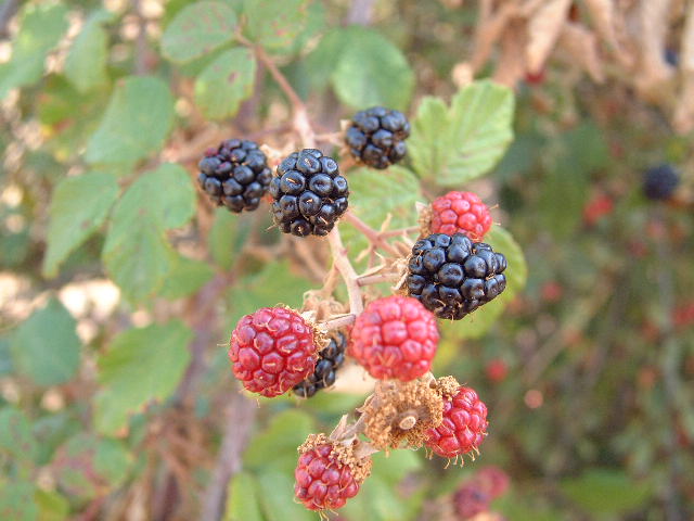 frutos