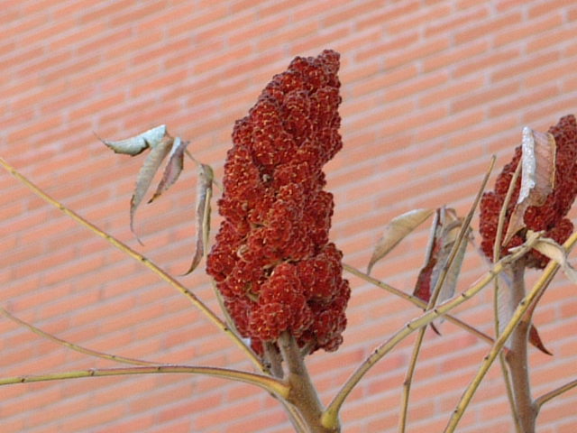 frutos