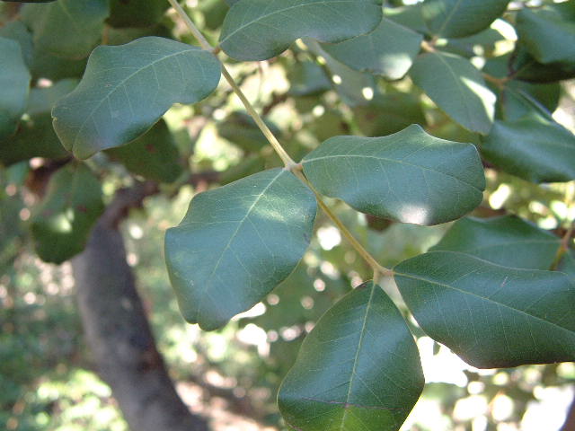 hojas