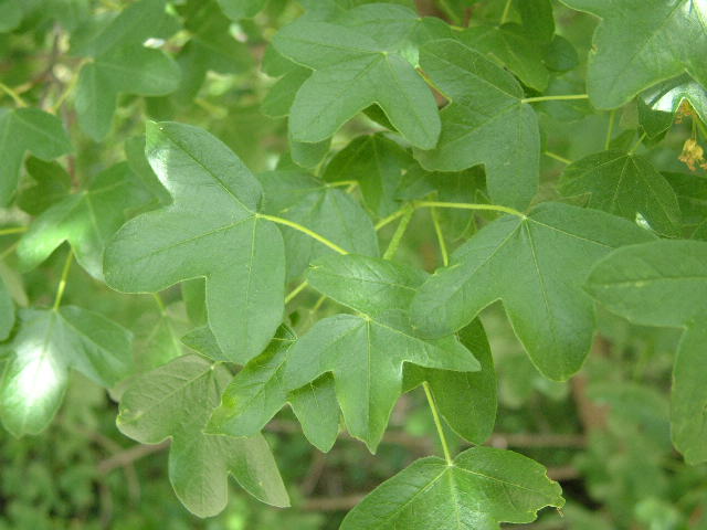 hojas