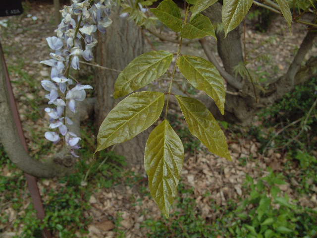 hojas