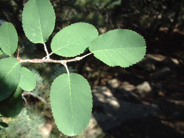 hojas