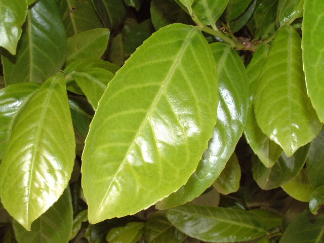 Detalle de la hoja