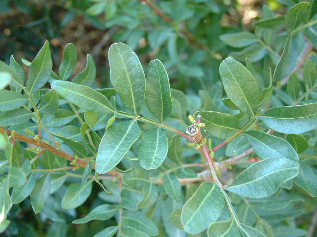 hojas
