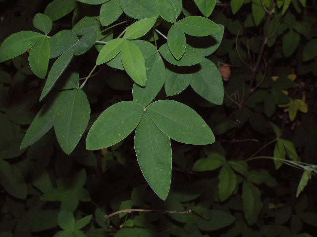 hojas
