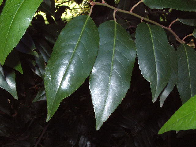 hojas