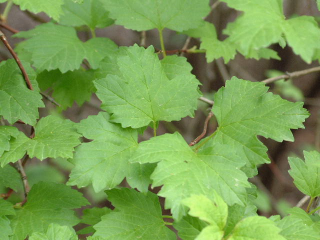 hojas