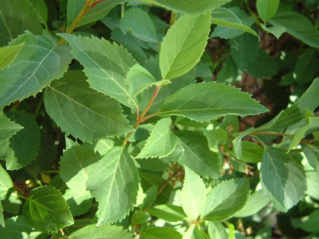 hojas