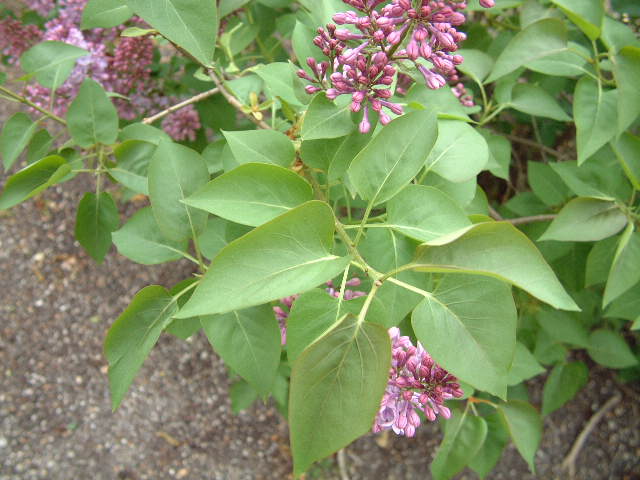 hojas
