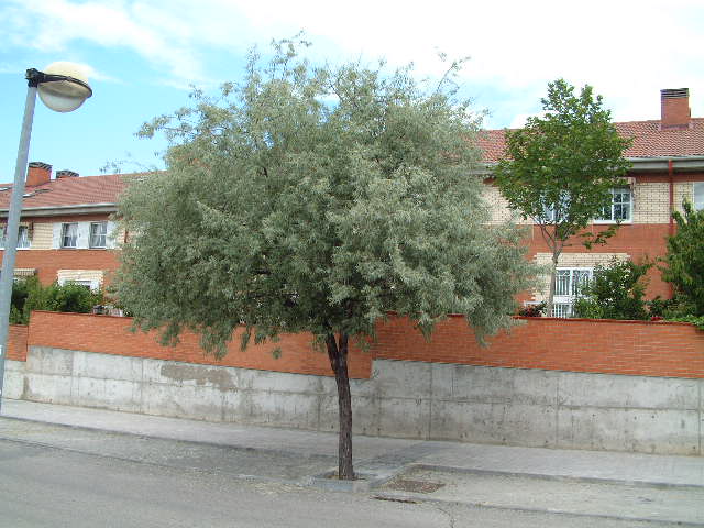 Porte del arbol