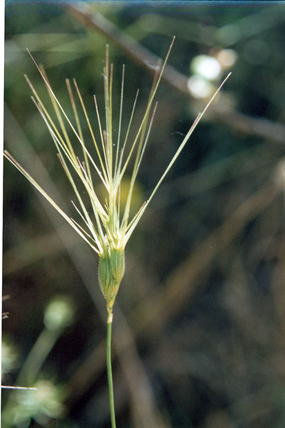 aegilops_triuncialis.jpg