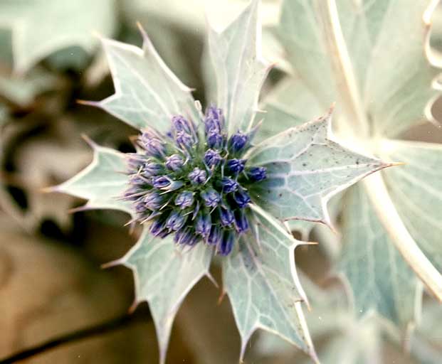 Cardo marítimo. Eryngium maritimum L.