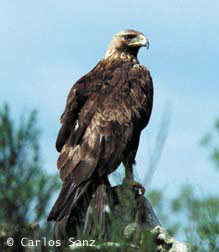 Aquila crhysaetus