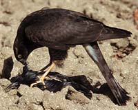 (AEGYPIUS MONACHUS)