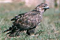 Buteo buteo