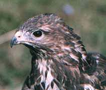 Buteo buteo
