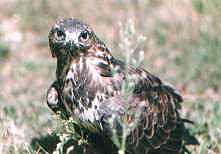 Buteo buteo