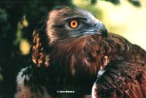 CIRCAETUS GALLICUS