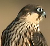 FALCO ELEONARE