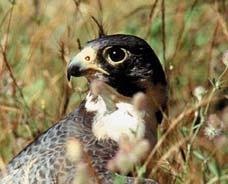 (FALCO PEREGRINUS)