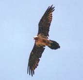 (GYPAETUS BARBATUS)