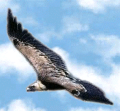 Gyps Fulvus