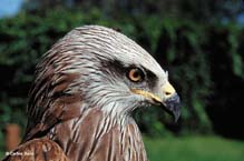 (MILVUS MILVUS)