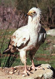 (NEOPHRON PERCNOPTERUS)