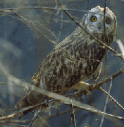 Asio flammeus